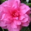 Chansonette Dwarf Weeping Camellia Sasanqua - 3 Gallon Pot -Stylish Garden Plant Store Camellia Chansonette 1