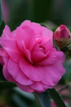Chansonette Dwarf Weeping Camellia Sasanqua - 3 Gallon Pot -Stylish Garden Plant Store Camellia Chansonette 2
