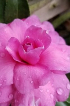 Chansonette Dwarf Weeping Camellia Sasanqua - 3 Gallon Pot -Stylish Garden Plant Store Camellia Chansonette 3