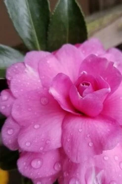 Chansonette Dwarf Weeping Camellia Sasanqua - 3 Gallon Pot -Stylish Garden Plant Store Camellia Chansonette 4