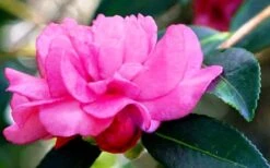 Chansonette Dwarf Weeping Camellia Sasanqua - 3 Gallon Pot -Stylish Garden Plant Store Camellia Chansonette 5
