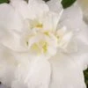 Diana Camellia Sasanqua - 1 Gallon Pot -Stylish Garden Plant Store Camellia Diana 500x750 1