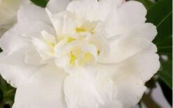 Diana Camellia Sasanqua - 1 Gallon Pot -Stylish Garden Plant Store Camellia Diana Flower Closeup