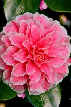 Brilliant Gem Fragrant Camellia Japonica - Herme - 3 Gallon Pot -Stylish Garden Plant Store Camellia Hermes 6