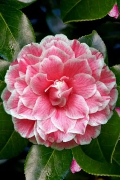 Brilliant Gem Fragrant Camellia Japonica - Herme - 3 Gallon Pot -Stylish Garden Plant Store Camellia Herrmes 4