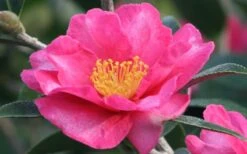 Kanjiro Camellia Sasanqua - 1 Gallon Pot -Stylish Garden Plant Store Camellia Kanjiro Closeup Flower