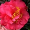 Kramers Supreme Red Double Camellia Japonica - 2 Gallon Pot -Stylish Garden Plant Store Camellia Kramers Supreme 11
