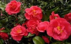 Kramers Supreme Red Double Camellia Japonica - 2 Gallon Pot -Stylish Garden Plant Store Camellia Kramers Supreme 52