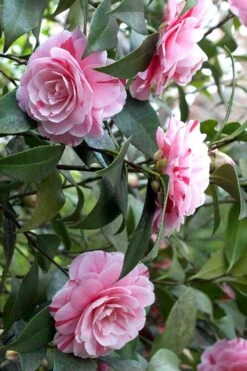 LA Peppermint Camellia Japonica - 3 Gallon Pot -Stylish Garden Plant Store Camellia La Peppermint 1