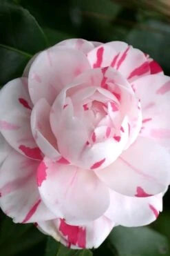 LA Peppermint Camellia Japonica - 3 Gallon Pot -Stylish Garden Plant Store Camellia La Peppermint 2