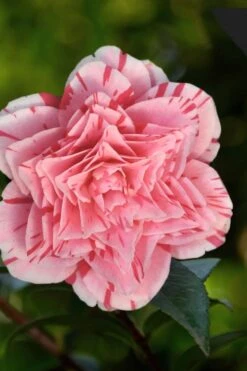 Les Marbury Camellia Japonica - 3 Gallon Pot -Stylish Garden Plant Store Camellia Les Marbury 3 1