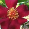 October Magic Crimson 'N Clover Camellia - 3 Gallon Pot -Stylish Garden Plant Store Camellia October Magic Crimson Clover 10