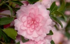 October Magic Pink Perplexion Camellia - 3 Gallon Pot -Stylish Garden Plant Store Camellia October Magic Pink Perplexion