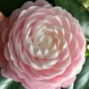 Pink Perfection Camellia Japonica - 1 Gallon Pot -Stylish Garden Plant Store Camellia Pink Perfection 26