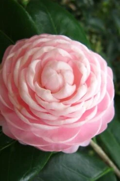 Pink Perfection Camellia Japonica - 1 Gallon Pot -Stylish Garden Plant Store Camellia Pink Perfection 27