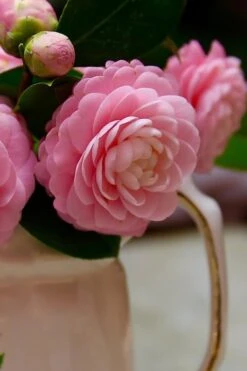Pink Perfection Camellia Japonica - 1 Gallon Pot -Stylish Garden Plant Store Camellia Pink Perfection 29