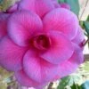 Purple Dawn Camellia Japonica - 3 Gallon Pot -Stylish Garden Plant Store Camellia Purple Dawn 9