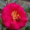 Reverend Ida Red ShiShi Gashira Dwarf Camellia Sasanqua - 3 Gallon Pot -Stylish Garden Plant Store Camellia Reverend Ida 1