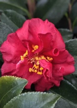 Reverend Ida Red ShiShi Gashira Dwarf Camellia Sasanqua - 3 Gallon Pot -Stylish Garden Plant Store Camellia Reverend Ida 3
