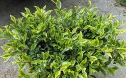Royal Flush Shi Shi Variegated Camellia Sasanqua - 3 Gallon Pot -Stylish Garden Plant Store Camellia Royal Flush Shi Shi 2