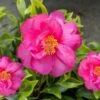 Royal Flush Shi Shi Variegated Camellia Sasanqua - 3 Gallon Pot -Stylish Garden Plant Store Camellia Royal Flush Shi Shi 4
