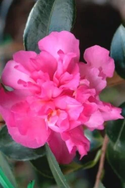Sparkling Burgundy Camellia Sasanqua - 1 Gallon Pot -Stylish Garden Plant Store Camellia Sparkling Burgundy 21