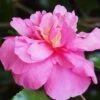Sparkling Burgundy Camellia Sasanqua - 1 Gallon Pot -Stylish Garden Plant Store Camellia Sparkling Burgundy 22