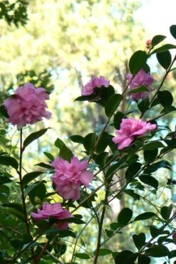 Sparkling Burgundy Camellia Sasanqua - 1 Gallon Pot -Stylish Garden Plant Store Camellia Sparkling Burgundy 24