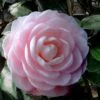 Winter's Rose Cold Hardy Dwarf Camellia - 2 Gallon Pot -Stylish Garden Plant Store Camellia Winters Rose 4