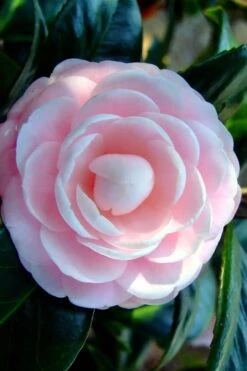 Winter's Rose Cold Hardy Dwarf Camellia - 2 Gallon Pot -Stylish Garden Plant Store Camellia Winters Rose 6