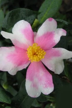 Yume Camellia Sasanqua - 3 Gallon Pot -Stylish Garden Plant Store Camellia Yume 2