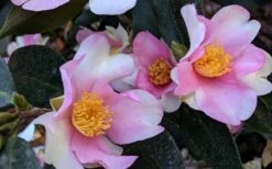 Yume Camellia Sasanqua - 3 Gallon Pot -Stylish Garden Plant Store Camellia Yume 5