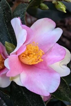 Yume Camellia Sasanqua - 3 Gallon Pot -Stylish Garden Plant Store Camellia Yume 7