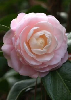 Pink Perfection Camellia Japonica - 1 Gallon Pot -Stylish Garden Plant Store Camillia Pink Perfection