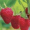 Caroline Raspberry - 2 Gallon Pot 2 Caroline Raspberry - 2 Gallon Pot -Stylish Garden Plant Store Caroline Raspberry 1 2