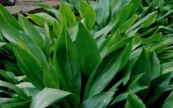 Cast Iron Plant - 1 Gallon Pot 12 Cast Iron Plant - 1 Gallon Pot -Stylish Garden Plant Store Cast Iron Plant 1 1