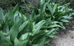 Cast Iron Plant - 2 Gallon Pot 13 Cast Iron Plant - 2 Gallon Pot -Stylish Garden Plant Store Cast Iron Plant 3