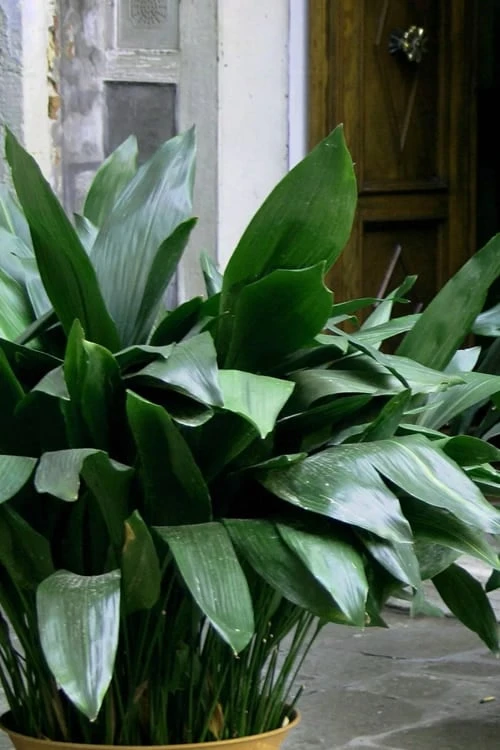 Cast Iron Plant - 3 Gallon Pot 3 Cast Iron Plant - 3 Gallon Pot