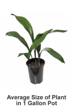 Tiny Tank Dwarf Cast Iron Plant - 3 Gallon Pot 10 Tiny Tank Dwarf Cast Iron Plant - 3 Gallon Pot -Stylish Garden Plant Store Cast iron Plant 20 3