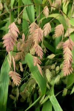 Upland Sea Oats (Chasmanthium Latifolium) - 16 Pack Of 1 Gallon Pots -Stylish Garden Plant Store Chasmanthium 10