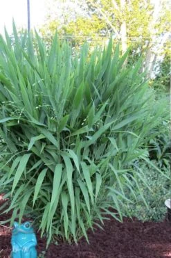 Upland Sea Oats (Chasmanthium Latifolium) - 5 Pack Of Quart Pots -Stylish Garden Plant Store Chasmanthium Latifolium 1 1