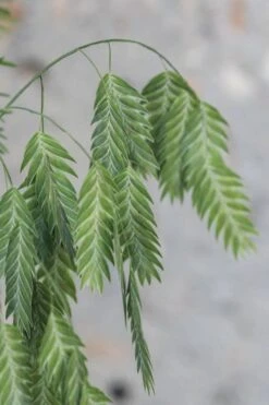 Upland Sea Oats (Chasmanthium Latifolium) - 5 Pack Of Quart Pots -Stylish Garden Plant Store Chasmanthium Latifolium 4 1