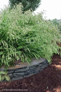 Upland Sea Oats (Chasmanthium Latifolium) - 5 Pack Of Quart Pots -Stylish Garden Plant Store Chasmanthium Latifolium 6 1