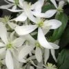 Snowdrift Evergreen Clematis Armandii - 2 Gallon Pot -Stylish Garden Plant Store Clematis Armandii Snowdrift 500x750 2