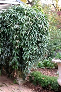 Snowdrift Evergreen Clematis Armandii - 1 Gallon Pot -Stylish Garden Plant Store Clematis Armandii Snowdrift 52