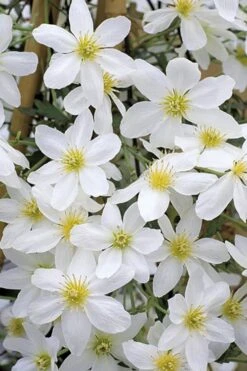 Avalanche Evergreen Clematis - 2 Gallon Pot -Stylish Garden Plant Store Clematis Avalanche 10