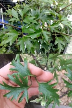 Avalanche Evergreen Clematis - 2 Gallon Pot -Stylish Garden Plant Store Clematis Avalanche 15