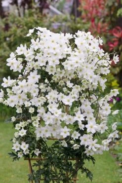Avalanche Evergreen Clematis - 2 Gallon Pot -Stylish Garden Plant Store Clematis Avalanche 5