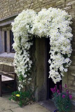 Avalanche Evergreen Clematis - 2 Gallon Pot -Stylish Garden Plant Store Clematis Avalanche 7