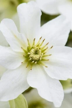 Avalanche Evergreen Clematis - 2 Gallon Pot -Stylish Garden Plant Store Clematis Avalanche 8